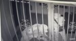 Κολώνακι: Βίντεο ντοκουμέντο από την εισβολή ληστών στο ατελιέ του σχεδιαστή μόδας Ερωτόκριτου