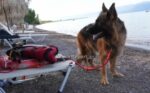 Καμένα Βούρλα: Σκύλος ναυαγοσώστης έσωσε ηλικιωμένο από πνιγμό