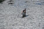 Βόλος: Απαγορεύθηκε το κολύμπι σε δεκάδες παραλίες λόγω των νεκρών ψαριών