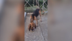 Ηλεία: Έδεσαν και πέταξαν σε ποτάμι τυφλό κυνηγόσκυλο – Το έσωσαν τουρίστες