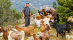 Πλάτανος Ναυπακτίας: Ο Δημήτρης και τα γίδια του – Αγώνας για επιβίωση στα βουνά (video)