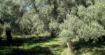 Νεοχώρι Μεσολογγίου: Ομάδα 12 ατόμων «ρήμαξε» ελαιώνα ξένης ιδιοκτησίας