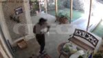 Αχαρναί: Έκλεψαν σκύλο μέρα μεσημέρι από αυλή σπιτιού – Βίντεο ντοκουμέντο