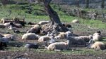 ΟΠΕΚΕΠΕ: Η εκτεταμένη απάτη εκθέτει τη χώρα μας διαρκώς
