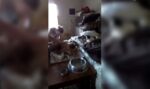 Θεσσαλονίκη: Συνελήφθη γυναίκα που φιλοξενούσε 116 σκύλους & 37 γάτες στο σπίτι της