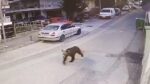 Γρεβενά: Η… βόλτα μιας αρκούδας σε κεντρικό δρόμο της πόλης