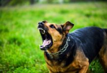 Πειραιάς: Σκύλος επιτέθηκε και δάγκωσε 2χρονο κοριτσάκι στο κεφάλι