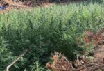 Φυτεία με 850 δενδρύλλια κάνναβης εντοπίστηκε σε δασική περιοχή στο Μεσολόγγι – Τρείς συλλήψεις (φωτο)