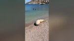 Σύμη: Για ηλιοθεραπεία στην παραλία βγήκε νεαρή φώκια