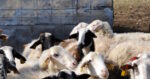 Επιβεβαιώθηκαν κρούσματα ευλογιάς των αιγοπροβάτων σε εκτροφές της Αιτωλοακαρνανίας