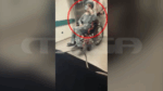 Προθεσμία για να απολογηθεί τη Δευτέρα έλαβε ο άνδρας που επιτέθηκε με πιρούνι στην έγκυο σύντροφό του