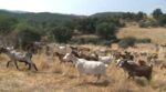 «Βράζει» ο κτηνοτροφικός κόσμος για την ευλογιά των αιγοπροβάτων – «Χιλιάδες ζώα θανατώνονται καθημερινά»