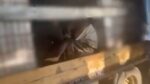 Κιλκίς: Διακινητής μετέφερε παράνομα Κινέζους μετανάστες σε καρότσα φορτηγού