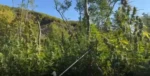 Εντοπίσθηκε φυτεία με 1.650 δενδρύλλια κάνναβης σε δασώδη περιοχή των Ιωαννίνων (video- φωτο)