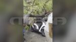Αθήνα: Ένας νεαρός τραυματίστηκε ελαφρά από πτώση δένδρου λόγω κακοκαιρίας