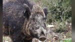 Μάνη: Νεκρός 24χρονος οδηγός μετά από σύγκρουση με αγριογούρουνο
