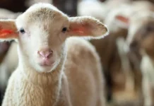 Ιόνια Οδός: Μετέφεραν παράνομα αρνιά και τους έπεσαν στο οδόστρωμα, στο ύψος του Αγγελοκάστρου