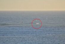 Αυστραλία: Σέρφερ δέχτηκε επίθεση από καρχαρία