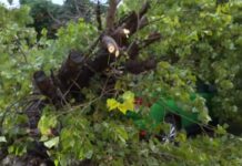 Θεσσαλονίκη: Ξεριζώθηκε δέντρο στην συνοικία Ντεπώ – Καταπλάκωσε ΙΧ