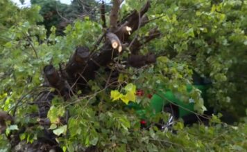 Θεσσαλονίκη: Ξεριζώθηκε δέντρο στην συνοικία Ντεπώ – Καταπλάκωσε ΙΧ