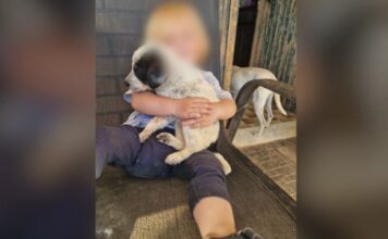 Ζάκυνθος: Τι λένε εκπαιδευτές σκύλων για το περιστατικό με τον θάνατο του 2χρονου μετά από επίθεση σκύλου