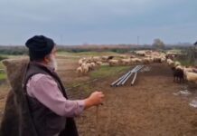 Θεσσαλονίκη: «Κατέρρευσε» ο κτηνοτρόφος που αποχαιρέτησε με δάκρυα τα 450 πρόβατά του