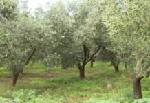 Η δραματική έκκληση αγροτών & κτηνοτρόφων που παλεύουν να επιβιώσουν