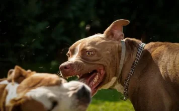 Ζάκυνθος: Συγκλονίζουν οι λεπτομέρειες της τραγωδίας με τον 2χρονο που κατασπαράχθηκε από σκύλο