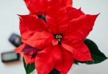 Αλεξανδρινό & Φενγκ Σούι: Με ποια φυτά να το συνδυάσεις για να κορυφωθεί η θετική ενέργεια