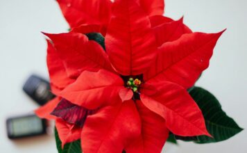 Αλεξανδρινό & Φενγκ Σούι: Με ποια φυτά να το συνδυάσεις για να κορυφωθεί η θετική ενέργεια