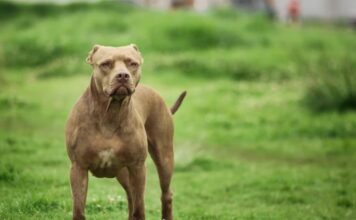 Ζάκυνθος: «Το πίτμπουλ τρόμαξε από πυροβολισμούς κυνηγών και επιτέθηκε στον Λίο», λέει η μητέρα του δίχρονου