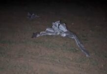 Τουρκία: Η μοιραία πτήση του Falcon 50 – Νεκρός ο επικεφαλής του λιβυκού στρατού & Ελληνίδα αεροσυνοδός