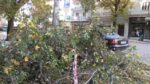 Θεσσαλονίκη: Πτώσεις δέντρων λόγω των θυελλωδών ανέμων – «Ήρθε όλο το δέντρο πάνω μου»