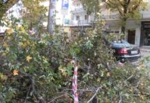 Θεσσαλονίκη: Πτώσεις δέντρων λόγω των θυελλωδών ανέμων – «Ήρθε όλο το δέντρο πάνω μου»
