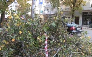Θεσσαλονίκη: Πτώσεις δέντρων λόγω των θυελλωδών ανέμων – «Ήρθε όλο το δέντρο πάνω μου»