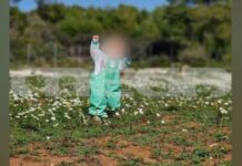 Ζάκυνθος: Πίτμπουλ κατασπάραξε αγοράκι 2 ετών στην αυλή του σπιτιού του