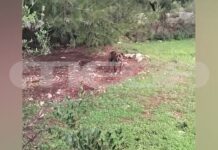 Ζάκυνθος: «Ήταν ό,τι πολυτιμότερο είχα στη ζωή μου» – Συγκλονίζουν οι γονείς του 2χρονου που κατασπάραξε το pitbull