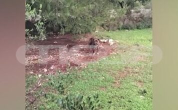Ζάκυνθος: «Ήταν ό,τι πολυτιμότερο είχα στη ζωή μου» – Συγκλονίζουν οι γονείς του 2χρονου που κατασπάραξε το pitbull