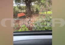 Ζάκυνθος: Συγκλονίζει στο MEGA ο πατέρας του δύο ετών παιδιού που κατασπάραξε το pitbull