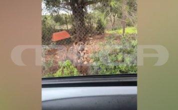Ζάκυνθος: Συγκλονίζει στο MEGA ο πατέρας του δύο ετών παιδιού που κατασπάραξε το pitbull