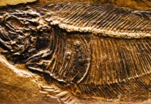 Κίνα: Βρέθηκαν δεκάδες άγνωστα είδη ζώων που είχαν επιβιώσει από μαζική εξαφάνιση