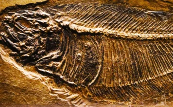 Κίνα: Βρέθηκαν δεκάδες άγνωστα είδη ζώων που είχαν επιβιώσει από μαζική εξαφάνιση