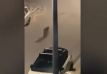 Χαϊδάρι: Λύκος περιπλανιέται σε δρόμο της περιοχής