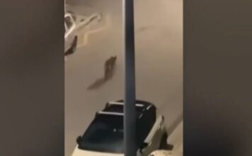 Χαϊδάρι: Λύκος περιπλανιέται σε δρόμο της περιοχής