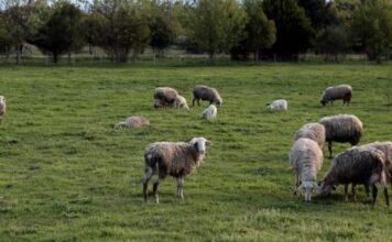 Κτηνοτρόφος αυτοκτόνησε μετά τη θανάτωση του κοπαδιού του λόγω ευλογιάς