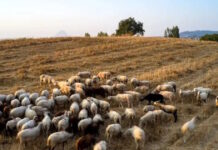Κώστας Τσιάρας για ευλογιά προβάτων: «Ο εμβολιασμός δεν συνεπάγεται απαραίτητα τη μη θανάτωση των ζώων»