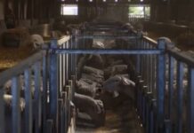 Πιερία: Αυτοκτόνησε κτηνοτρόφος – «Έχασε» εκατοντάδες ζώα λόγω ευλογιάς