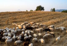 Ευλογιά των προβάτων: Σύσκεψη υπό τον Κυριάκο Μητσοτάκη την Τρίτη στο Μαξίμου