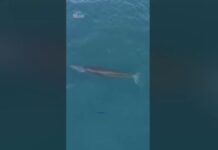 Κίνα: Αλιευτικό σκάφος χτύπησε σπάνιο είδος φάλαινας – Βίντεο ντοκουμέντο