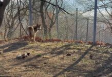 Τατόι: Λύκος επιτέθηκε σε περιπατητή – Τον δάγκωσε στη μέση και του έσκισε τα ρούχα